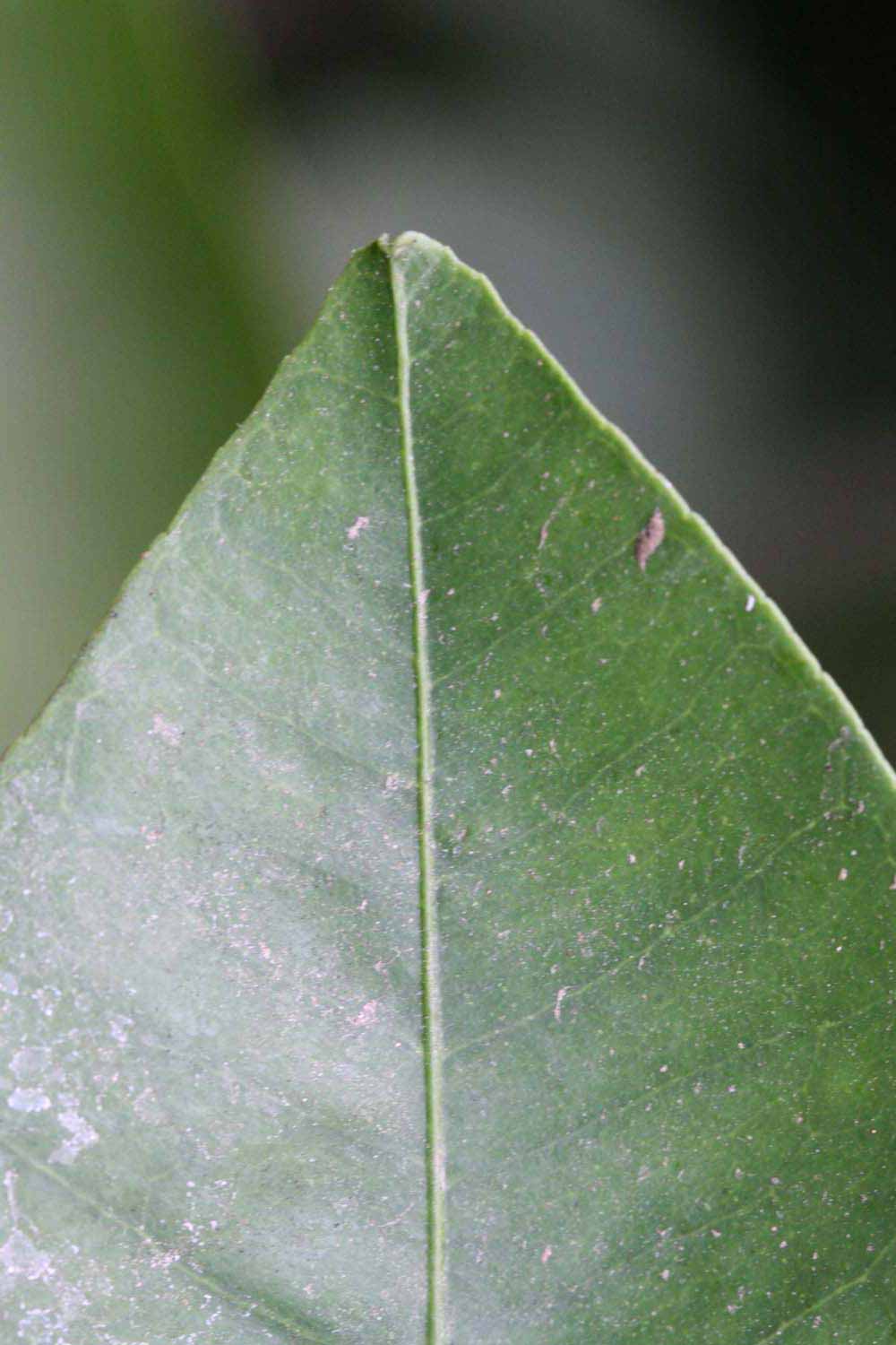              Margin (Riverside, CA)       